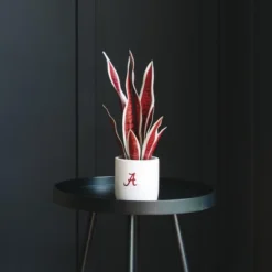 Forever Leaf University Of Alabama Faux Snake Plant, Indoor Artificial Plant For Home Decor -Fresh Plant Store GUEST a29b03bc 2a47 4eb6 b423 7a9a813dcc4d