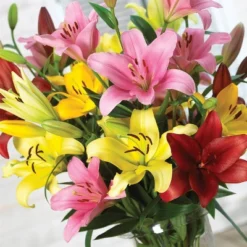 Van Zyverden 3ct Bulbs Lilies Asiatic Mixed