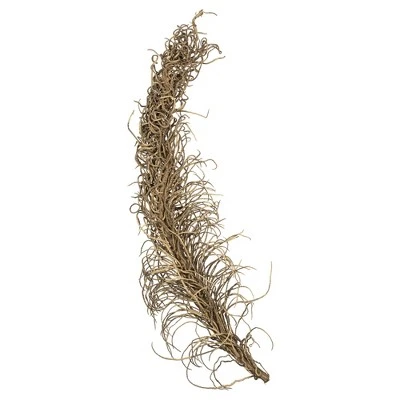 Vickerman Natural Medusa Branch, Dried 5 Vickerman Natural Medusa Branch, Dried - Image 5