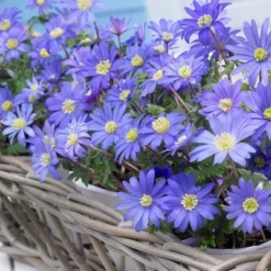 Van Zyverden 25ct Bulbs Anemone Wind Flowers Blue Shades -Fresh Plant Store GUEST aa44838b 7e18 49a7 a31d ac8ee7426a4c