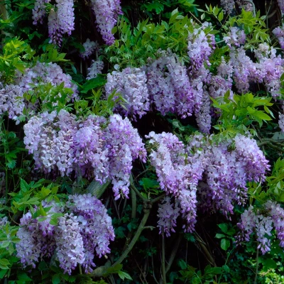 Wisteria 'Amethyst Falls' 1pc U.S.D.A. Hardiness Zones 5-9 National Plant Network 2.5qt 2 Wisteria 'Amethyst Falls' 1pc U.S.D.A. Hardiness Zones 5-9 National Plant Network 2.5qt - Image 2