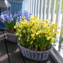 Van Zyverden 25ct Bulbs Narcissus Daffodils Tete-a-Tete For Containers