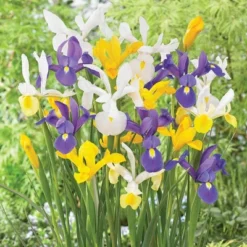 Van Zyverden 75ct Bulbs Dutch Iris Mixed 7 Van Zyverden 75ct Bulbs Dutch Iris Mixed -Fresh Plant Store GUEST c1d04ecb 5a8c 44f5 98c1 d0455b73a80b