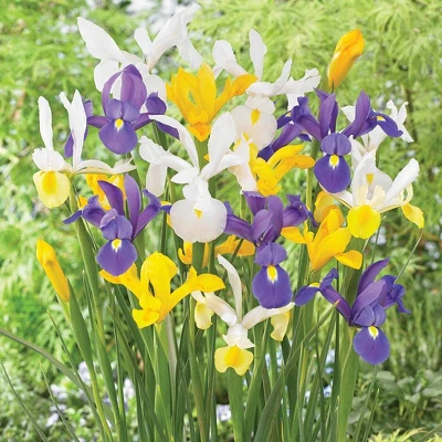 Van Zyverden 75ct Bulbs Dutch Iris Mixed 4 Van Zyverden 75ct Bulbs Dutch Iris Mixed - Image 4