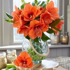 Van Zyverden Amaryllis Naranja Flower Bulb