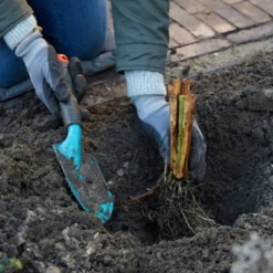 Van Zyverden Set Of 3 Roots Bearded Iris Firebreather -Fresh Plant Store GUEST c9426e2e 04ac 48d2 a640 dd1acba3de3d