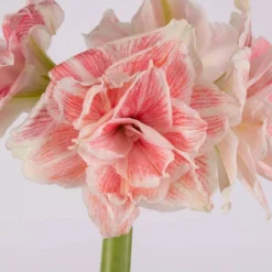 Van Zyverden Amaryllis Pink Double Time Flower Bulb 10 Van Zyverden Amaryllis Pink Double Time Flower Bulb -Fresh Plant Store GUEST ca628fd8 8b13 42df b7a6 fab2aafa1714