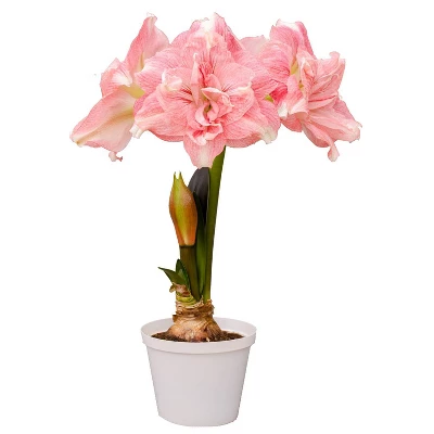 Van Zyverden Amaryllis Pink Double Time Flower Bulb 1 Van Zyverden Amaryllis Pink Double Time Flower Bulb