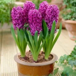 Van Zyverden 10ct Bulbs Hyacinth Purple Sensation