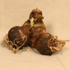 Van Zyverden 3ct Amaryllis Multicolored Economy Mixed Flower Bulb Set