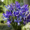 Van Zyverden 12ct Bulbs Iris Dutch Sapphire Beauty -Fresh Plant Store GUEST d0e471ce 30b8 4f27 80f9 3efb0f2bd867