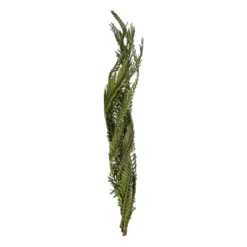 Vickerman 40-48" Twisted Coco Palm Stems, Dried -Fresh Plant Store GUEST d31ede26 d2f7 41d1 bd28 de8d2f35c548