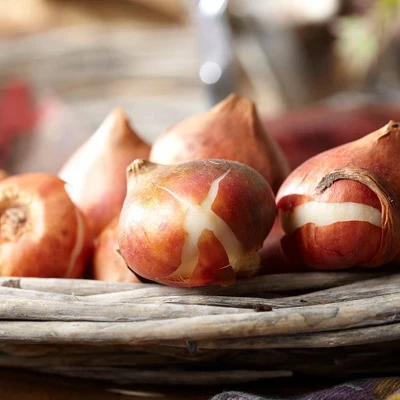 Van Zyverden Set Of 25 Bulbs Tulips Double Peony Blend 1 Van Zyverden Set Of 25 Bulbs Tulips Double Peony Blend