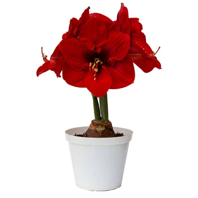 Van Zyverden Amaryllis Red Hypersonic Flower Bulb 2 Van Zyverden Amaryllis Red Hypersonic Flower Bulb - Image 2