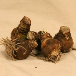 Van Zyverden 5ct Amaryllis Multicolored Economy Mixed Flower Bulb Set