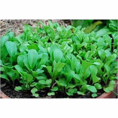 Window Garden Vegetable Starter Kit, Grow Your Own Food, Arugula 1 Window Garden Vegetable Starter Kit, Grow Your Own Food, Arugula