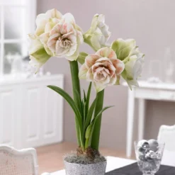 Van Zyverden Amaryllis White/Pink Nymph Flower Bulb