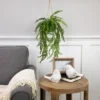 Northlight 18" Artificial Fern Plant With Moss Ball And Hanging Jute Cord -Fresh Plant Store GUEST dec110eb 010d 41dd b3ba d1831a149d93