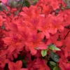 Encore 1pc Azalea Autumn Sunset - National Plant Network 7 Encore 1pc Azalea Autumn Sunset - National Plant Network -Fresh Plant Store GUEST def5b51d d7e2 4dbd bc8c ac1c799eccd9