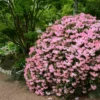 Azalea 'Watchet' U.S.D.A. Hardiness Zones 6-8 - 1pc - Cottage Hill -Fresh Plant Store GUEST e671f293 2543 454d 9aad f6490d7bfddb