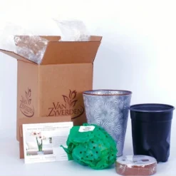 Van Zyverden Amaryllis Multicolored Flower Bulb With Flower Burst Metal Cachepot -Fresh Plant Store GUEST e94acecd e76b 40c8 b7b1 23d51f606f95