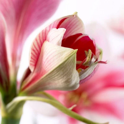 Van Zyverden Amaryllis Pink Flower Bulb With Artisan Decorative Planter 2 Van Zyverden Amaryllis Pink Flower Bulb With Artisan Decorative Planter - Image 2