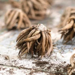 Van Zyverden 25ct Bulbs Butter Cups Ranunculus Pink