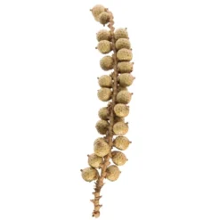 Vickerman Natural Botanicals Canella Cobs Natural 2.2 Lb Bag This Is A Dried, Preserved Natural Product.