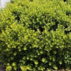 Dwarf Wax Myrtle 2.25gal U.S.D.A. Hardiness Zones 7-9 - 1pc - National Plant Network 3 Dwarf Wax Myrtle 2.25gal U.S.D.A. Hardiness Zones 7-9 - 1pc - National Plant Network -Fresh Plant Store GUEST f064702c 8b24 4a17 8b0e c7ceaadb6da8