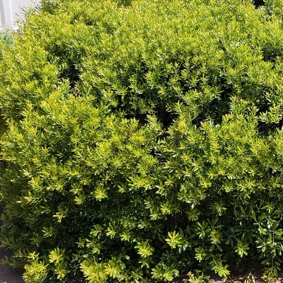 Dwarf Wax Myrtle 2.25gal U.S.D.A. Hardiness Zones 7-9 - 1pc - National Plant Network 2 Dwarf Wax Myrtle 2.25gal U.S.D.A. Hardiness Zones 7-9 - 1pc - National Plant Network - Image 2