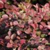 Loropetalum 'Daruma' 2.25gal U.S.D.A. Hardiness Zones 7-10 - 1pc - National Plant Network 8 Loropetalum 'Daruma' 2.25gal U.S.D.A. Hardiness Zones 7-10 - 1pc - National Plant Network -Fresh Plant Store GUEST f11ebbdb 0345 4cdc 915b 0f81efa2b098