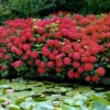National Plant Network Live Outdoor 4" Hydrangea Plants - 3ct -Fresh Plant Store GUEST f18e5da0 9c9e 48b5 86d0 adf17d7fb3a2
