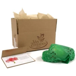 Van Zyverden Amaryllis Pink Double Time Flower Bulb 12 Van Zyverden Amaryllis Pink Double Time Flower Bulb -Fresh Plant Store GUEST f31c2651 1ac4 4ac0 949e 3bef38883549