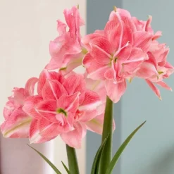 Van Zyverden Fast Track Amaryllis Bulb Kit Double Time With XL Artisan Decorative Planter