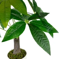 Northlight 18.5" Artificial Guiana Chestnut Plant In White Pot -Fresh Plant Store GUEST f79c3e27 17fe 45d2 a1ee 144e410ac2fb