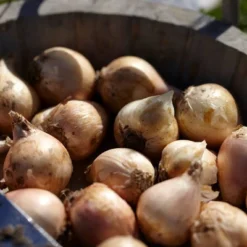 Van Zyverden 25ct Bulbs Allium Azureum Blue Globe Onions