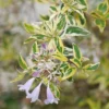 Abelia 'Hopley's' 1pc U.S.D.A. Hardiness Zones 6-10 National Plant Network 3gal -Fresh Plant Store GUEST f962f518 e51e 41f7 85a1 9a0bfaff2f1a