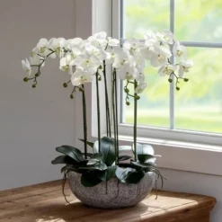 Park Hill Collection Phalaenopsis Orchid Plant In Concrete Bowl