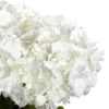 23" X 21" Artificial Hydrangea Flower Plant Arrangement In Vase - Nearly Natural 2 23" X 21" Artificial Hydrangea Flower Plant Arrangement In Vase - Nearly Natural -Fresh Plant Store GUEST fadc8ab2 e06e 4de4 a83c 9e4fee3f54a8