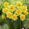 12ct Daffodils Tahiti Bulbs - Van Zyverden 6 12ct Daffodils Tahiti Bulbs - Van Zyverden -Fresh Plant Store GUEST fc96bf3a 3e89 4df4 aa61 e8e7bddd2b98