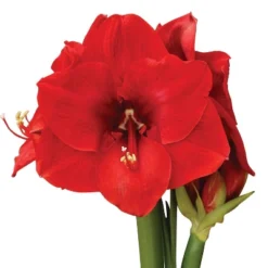 Van Zyverden Amaryllis Red Hypersonic Flower Bulb 9 Van Zyverden Amaryllis Red Hypersonic Flower Bulb -Fresh Plant Store GUEST fd4d2293 6ae5 4039 a4e8 fda9ce7f8a6c