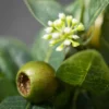 Sullivans Artificial Israeli Ruscus Half Orb 4"H Green -Fresh Plant Store GUEST fdd912e5 eb4a 4d24 b627 d13e7ae66e55