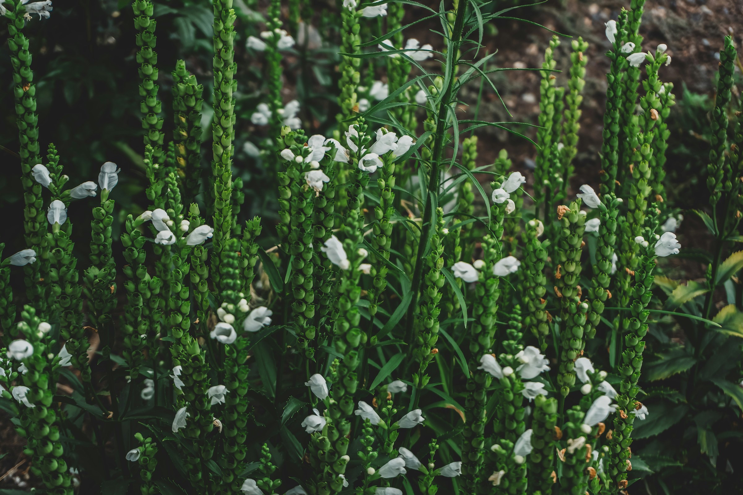 Front Page -Fresh Plant Store donna mcl MYIKUXr9mdM unsplash